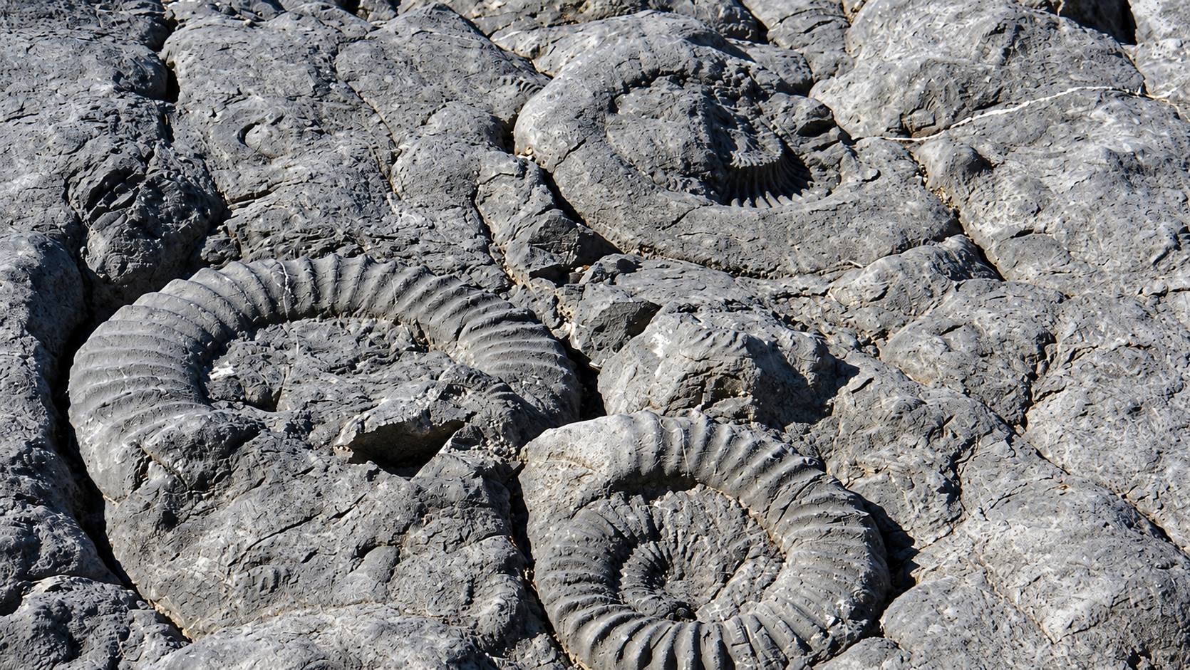 Plusieurs grandes ammonites fossilisées aux côtes bien marquées apparaissent dans une surface de roche calcaire grise.