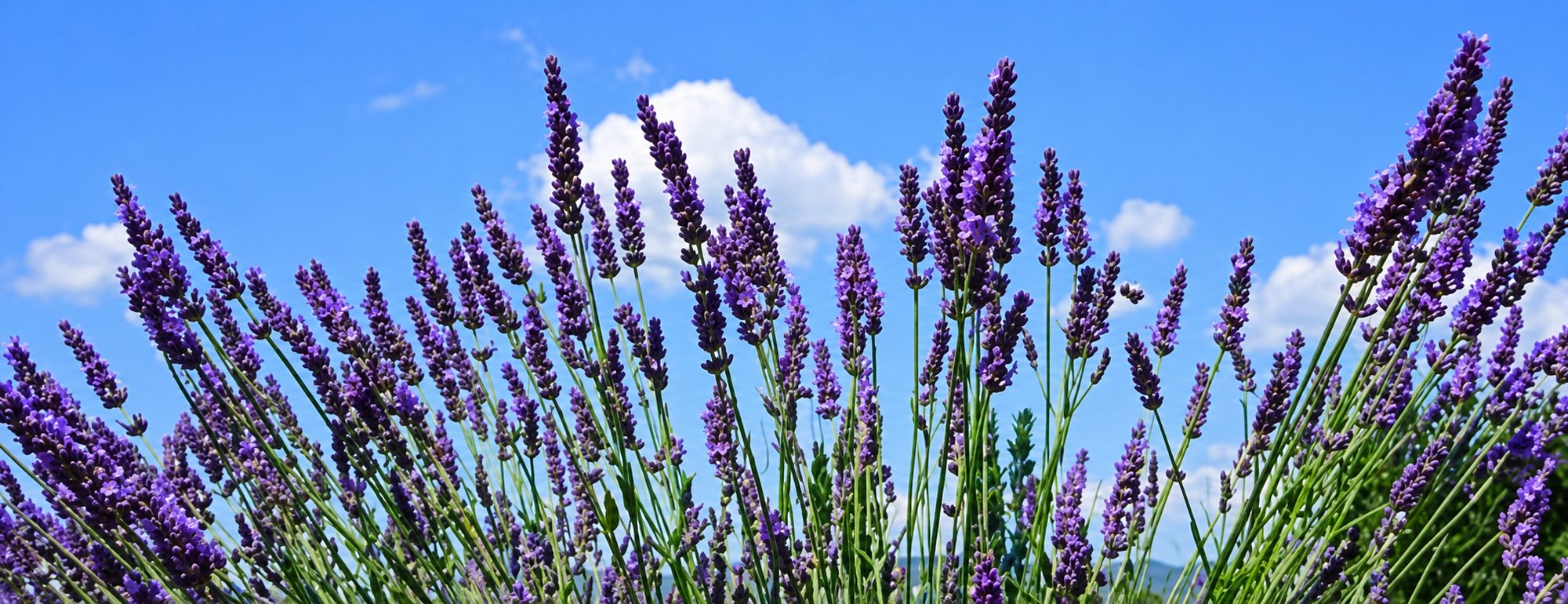 Gros plan sur des épis de lavande en fleurs violettes se détachant sur un ciel bleu parsemé de petits nuages blancs.